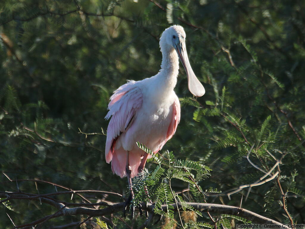 Roseate Spoonbill (Platalea ajaja) - Adult