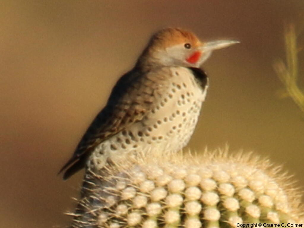 Gilded Flicker (Colaptes chrysoides) - Adult male