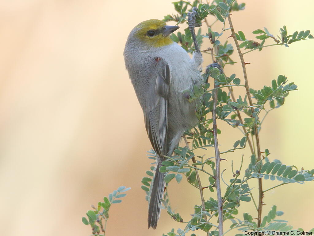 Verdin (Auriparus flaviceps) - Adult