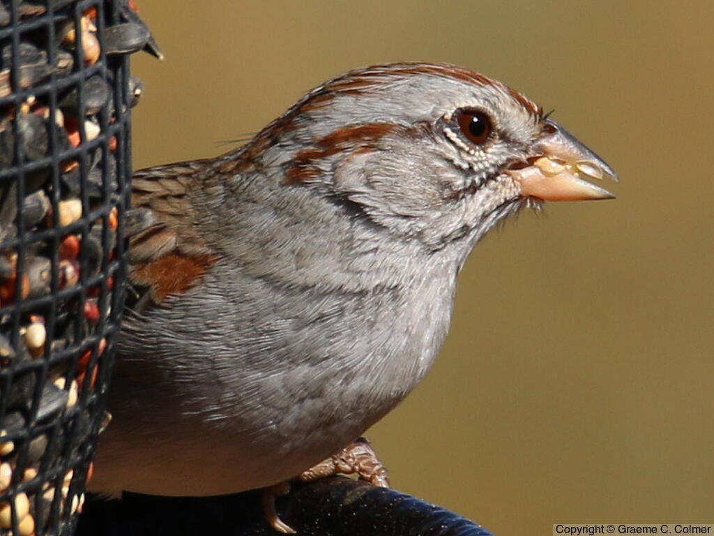 Rufous-winged Sparrow (Peucaea carpalis) - Adult