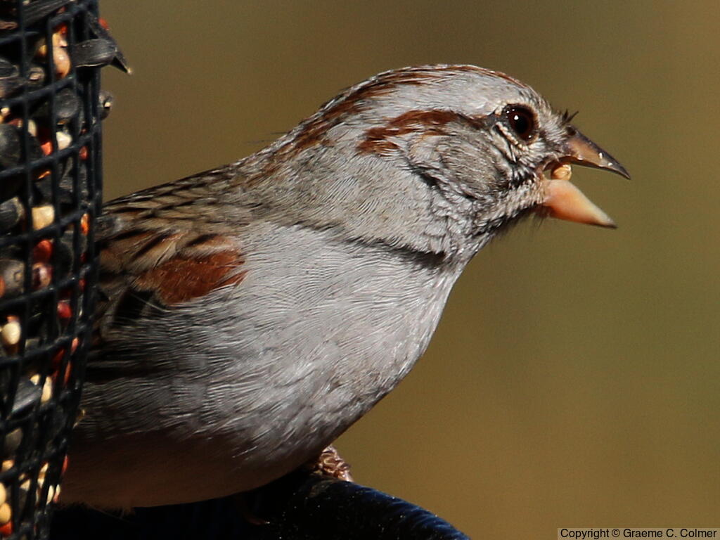 Rufous-winged Sparrow (Peucaea carpalis) - Adult