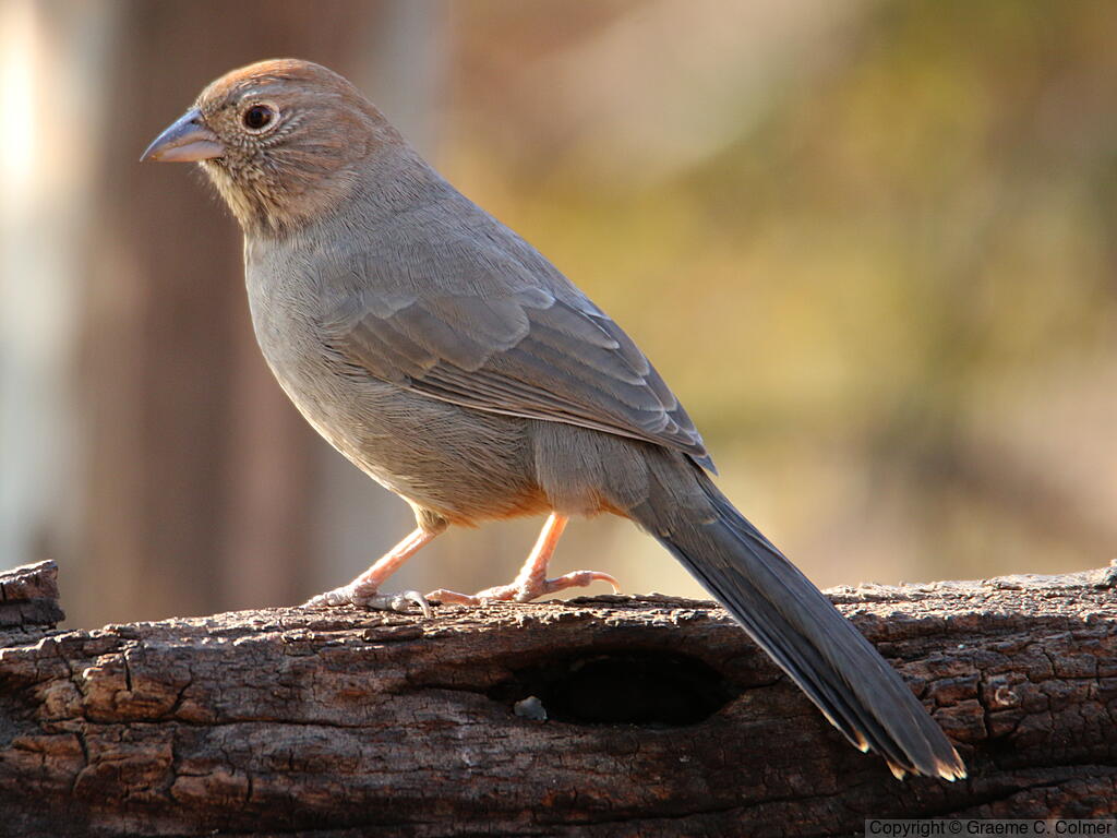 Canyon Towhee (Melozone fusca) - Adult