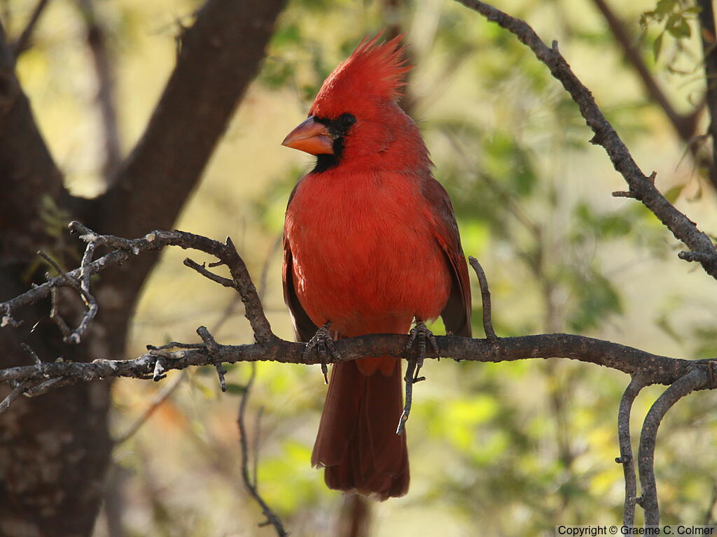 Northern Cardinal (Cardinalis cardinalis) - Adult male