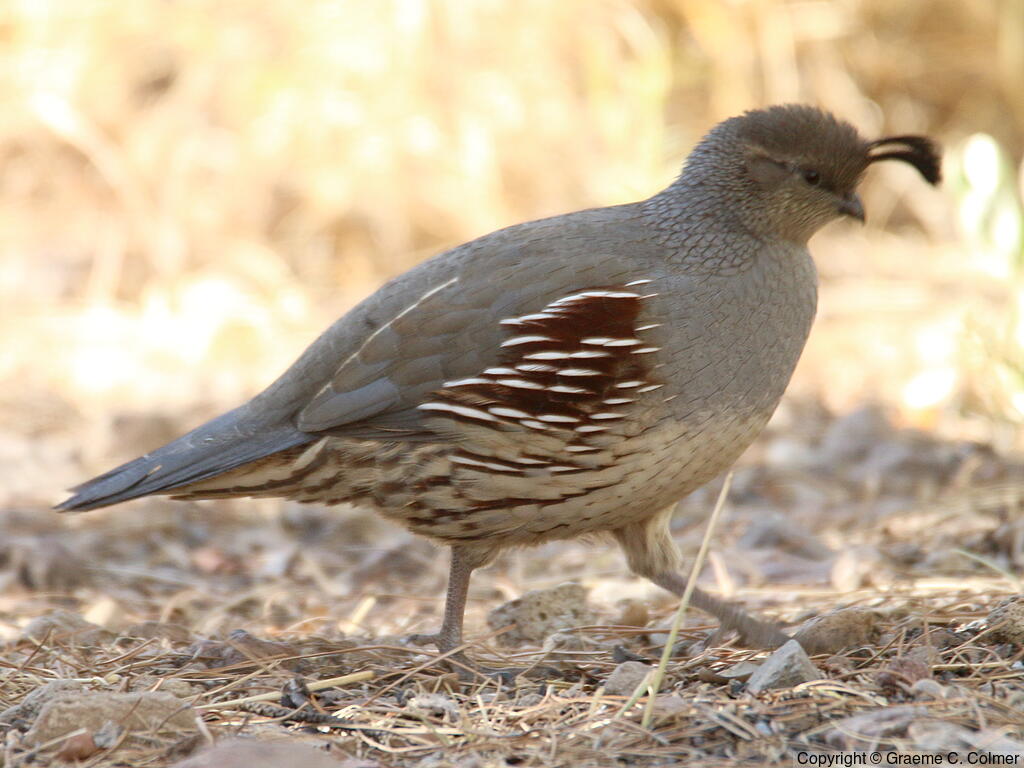 Gambel's Quail (Callipepla gambelii) - Adult female