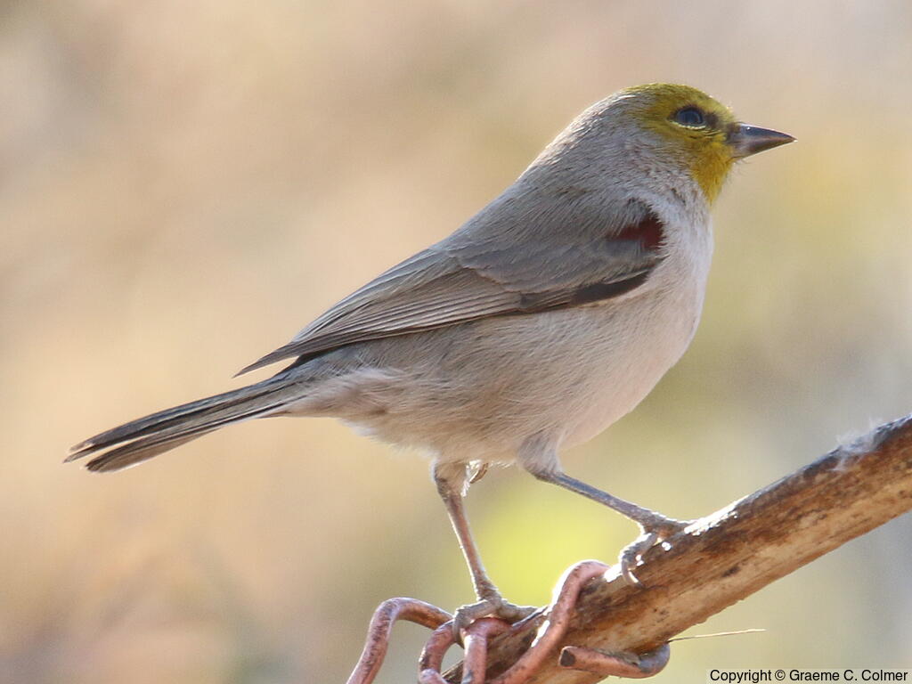 Verdin (Auriparus flaviceps) - Adult