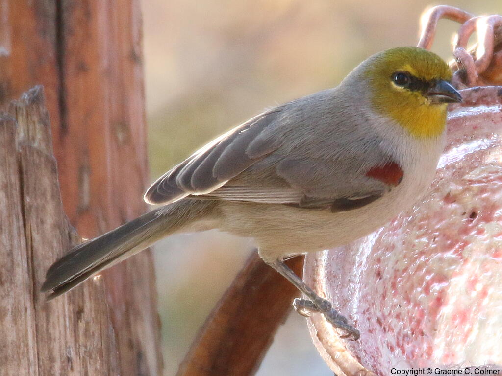 Verdin (Auriparus flaviceps) - Adult