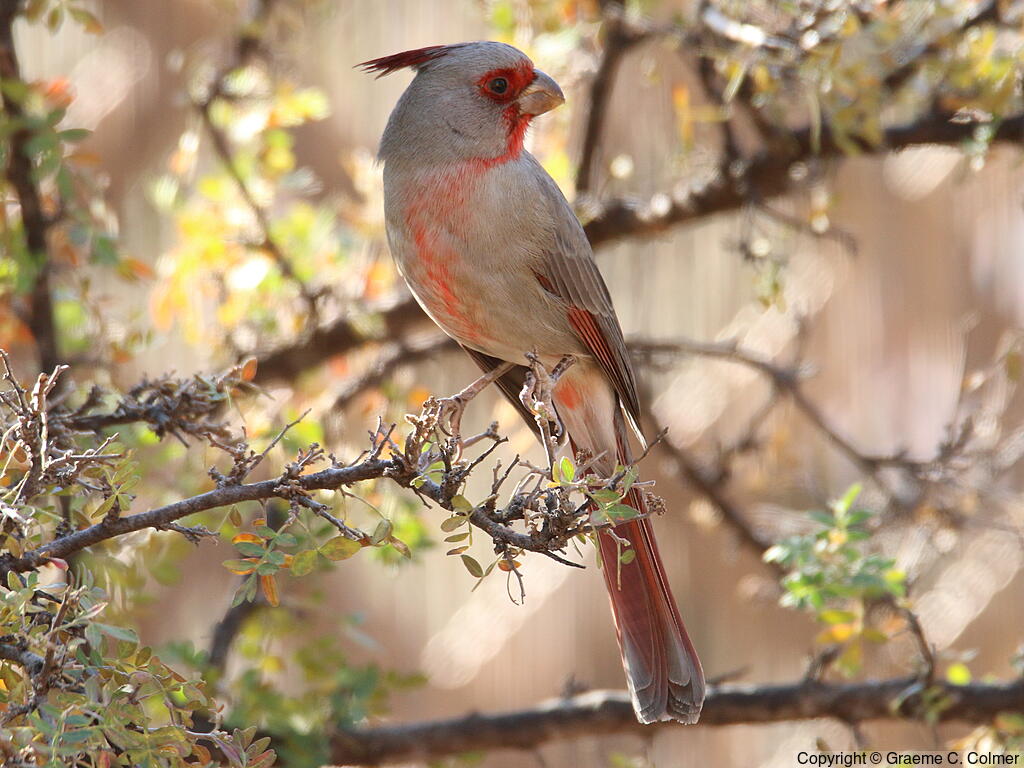 Pyrrhuloxia (Cardinalis sinuatus) - Adult male