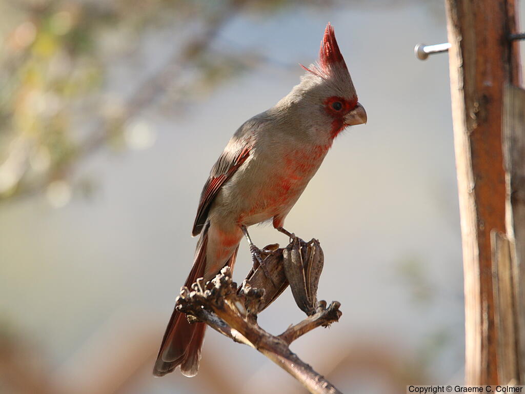 Pyrrhuloxia (Cardinalis sinuatus) - Adult male