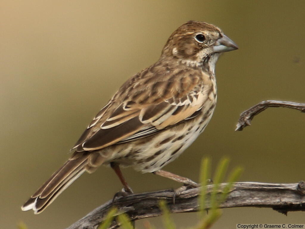 Lark Bunting (Calamospiza melanocorys) - Female/immature male