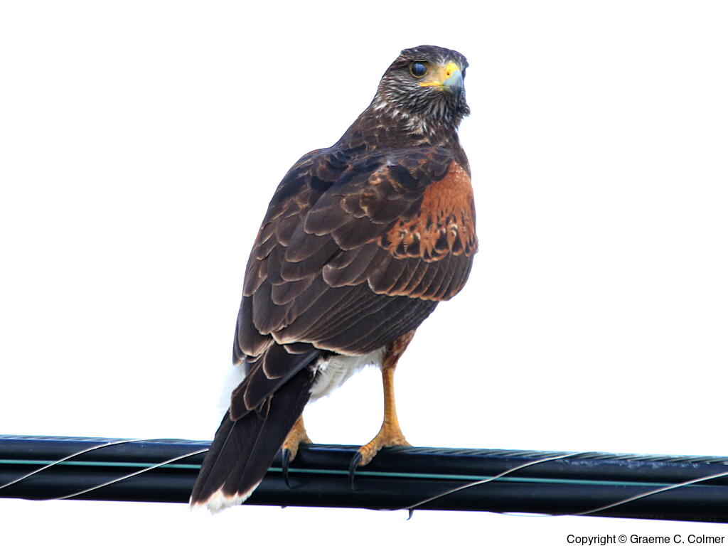 Harris's Hawk (Parabuteo unicinctus) - Adult