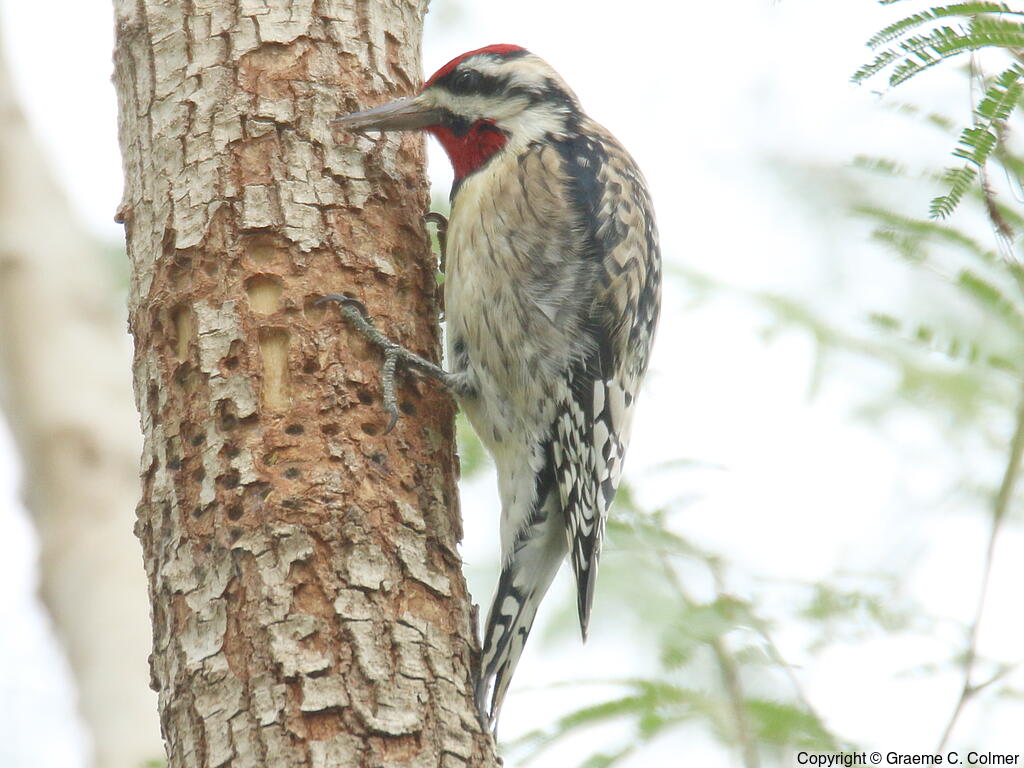 Yellow-bellied Sapsucker (Sphyrapicus varius) - Adult male