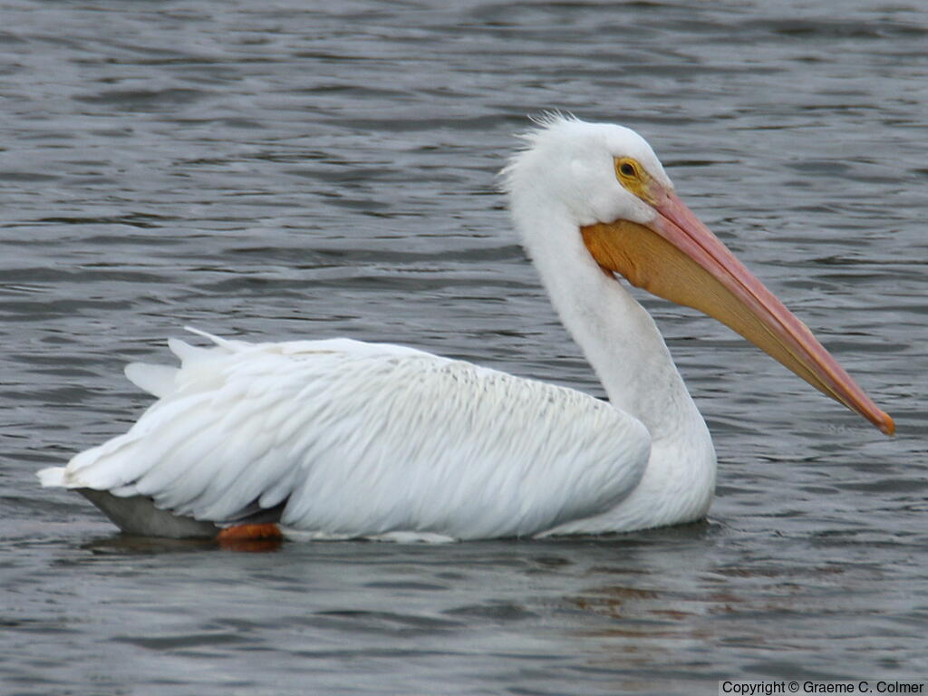 American White Pelican (Pelecanus erythrorhynchos) - Nonbreeding Adult