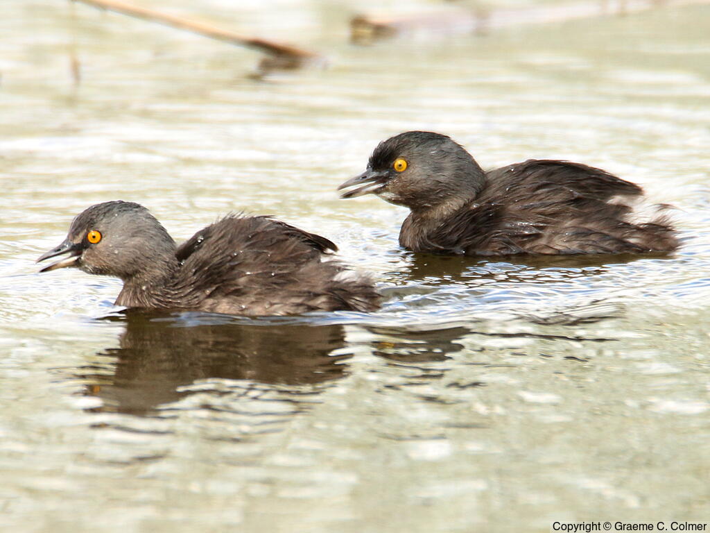 Least Grebe (Tachybaptus dominicus) - Breeding adults