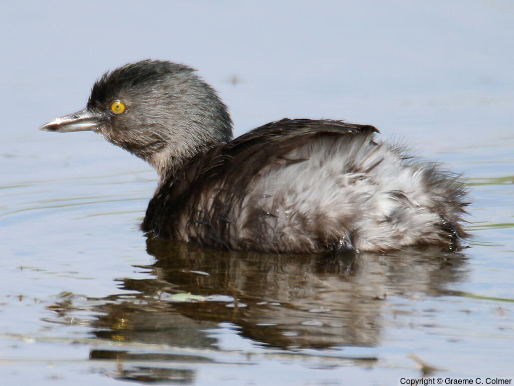 Least Grebe (Tachybaptus dominicus) - Breeding adult
