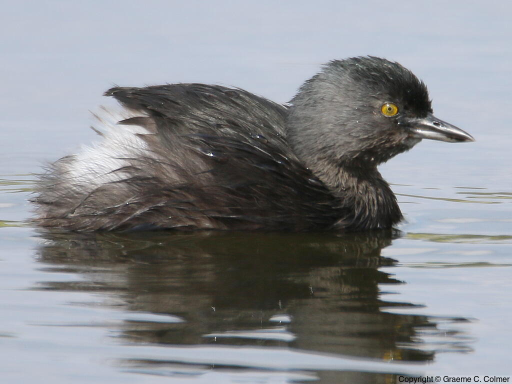 Least Grebe (Tachybaptus dominicus) - Breeding adult