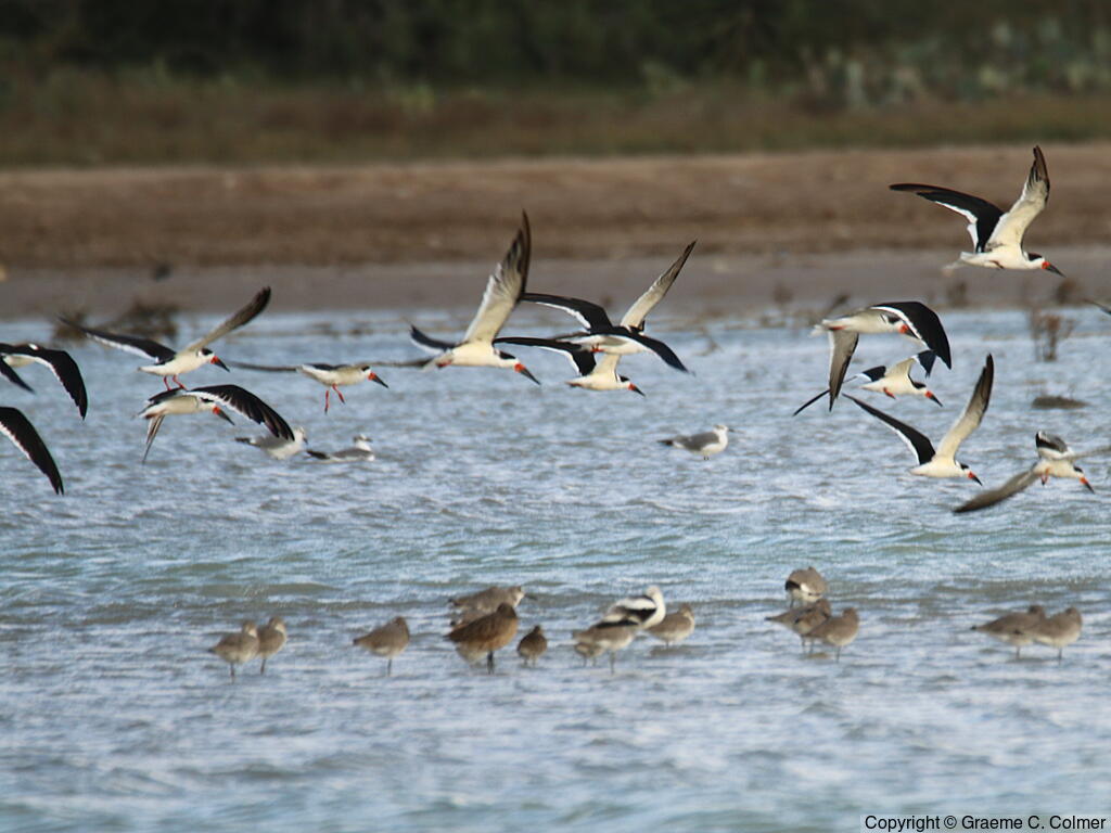 Black Skimmer (Rynchops niger) - Flock