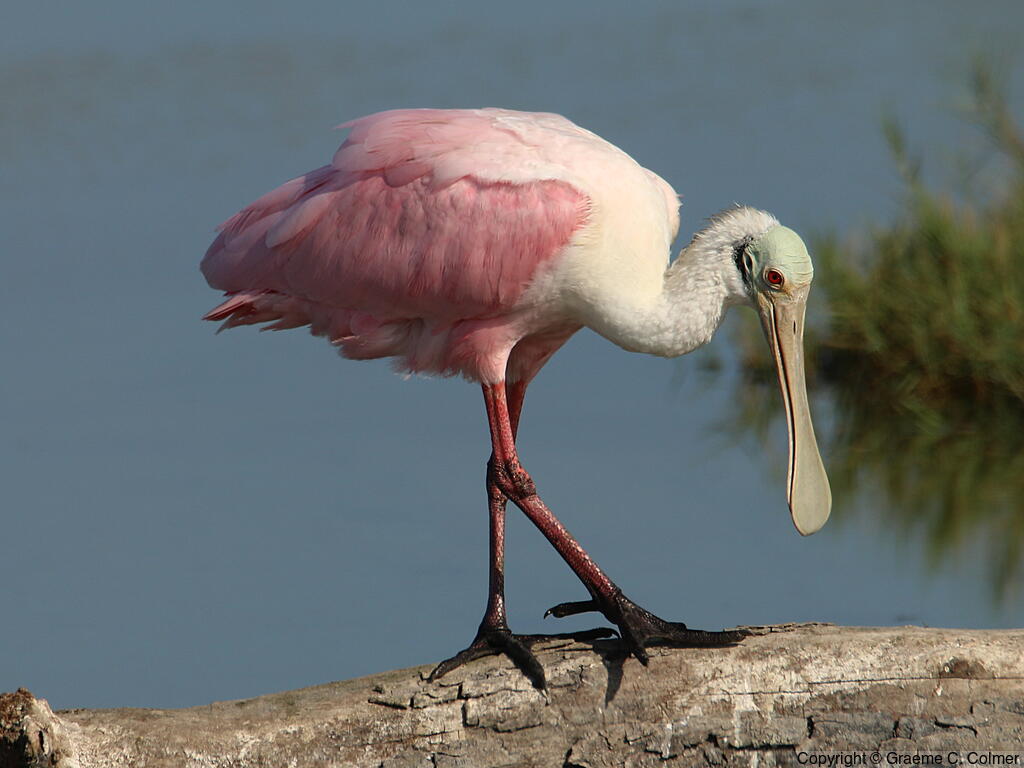 Roseate Spoonbill (Platalea ajaja) - Adult