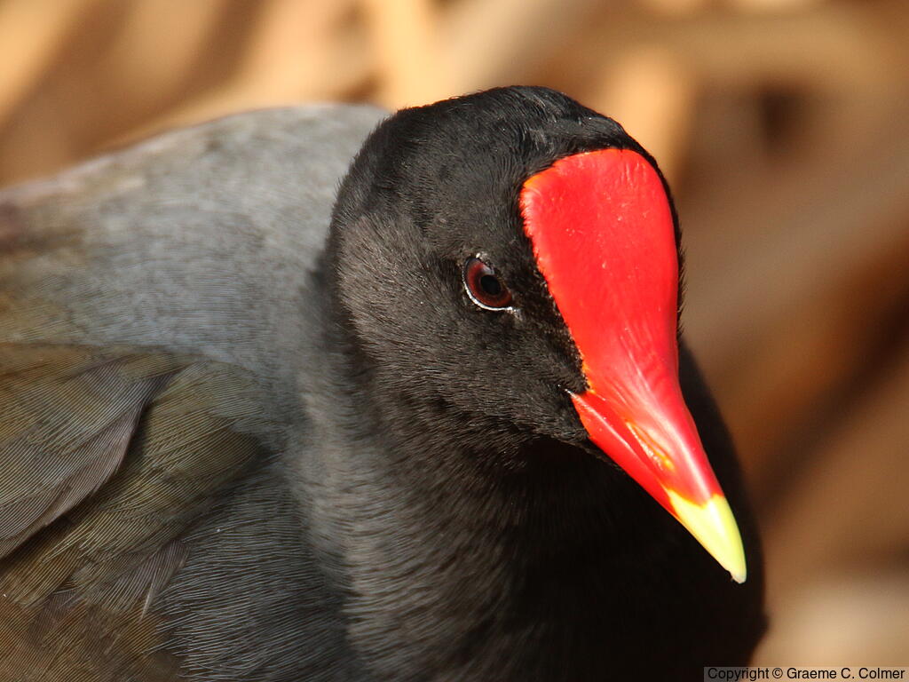 Common Gallinule (Gallinula galeata) - Adult