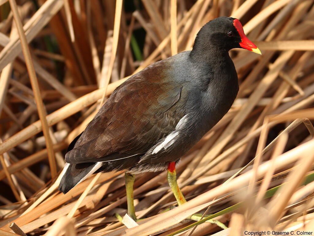 Common Gallinule (Gallinula galeata) - Adult