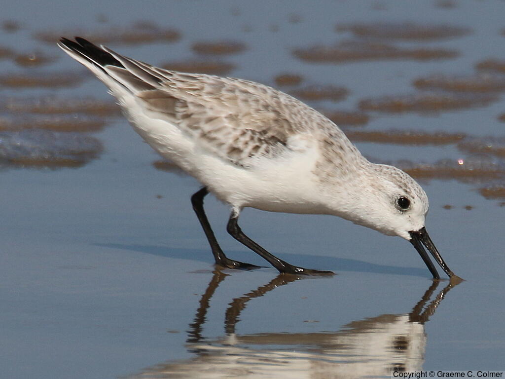 Sanderling (Calidris alba) - Nonbreeding adult
