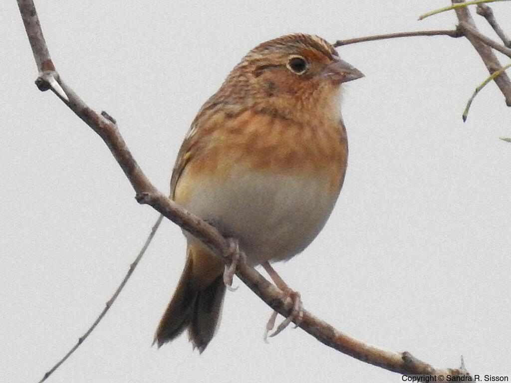 LeConte's Sparrow (Ammospiza leconteii) - Adult