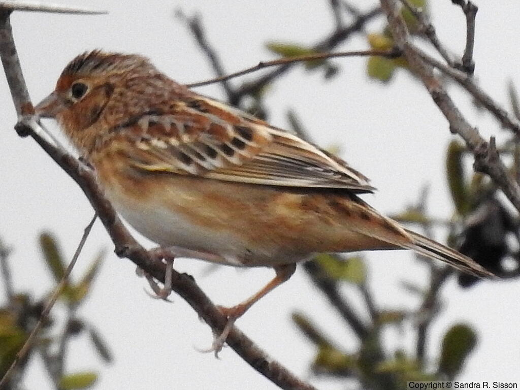 LeConte's Sparrow (Ammospiza leconteii) - Adult
