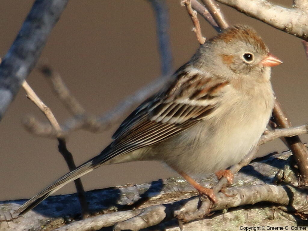 Field Sparrow (Spizella pusilla) - Adult