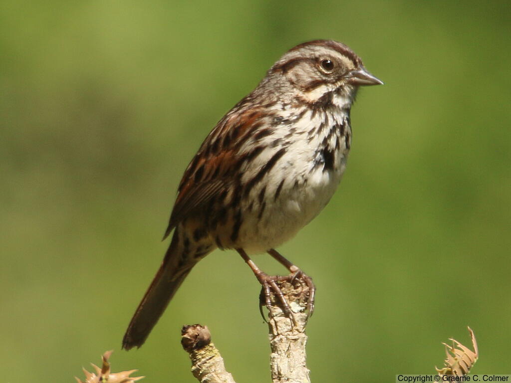 Song Sparrow (Melospiza melodia) - Adult