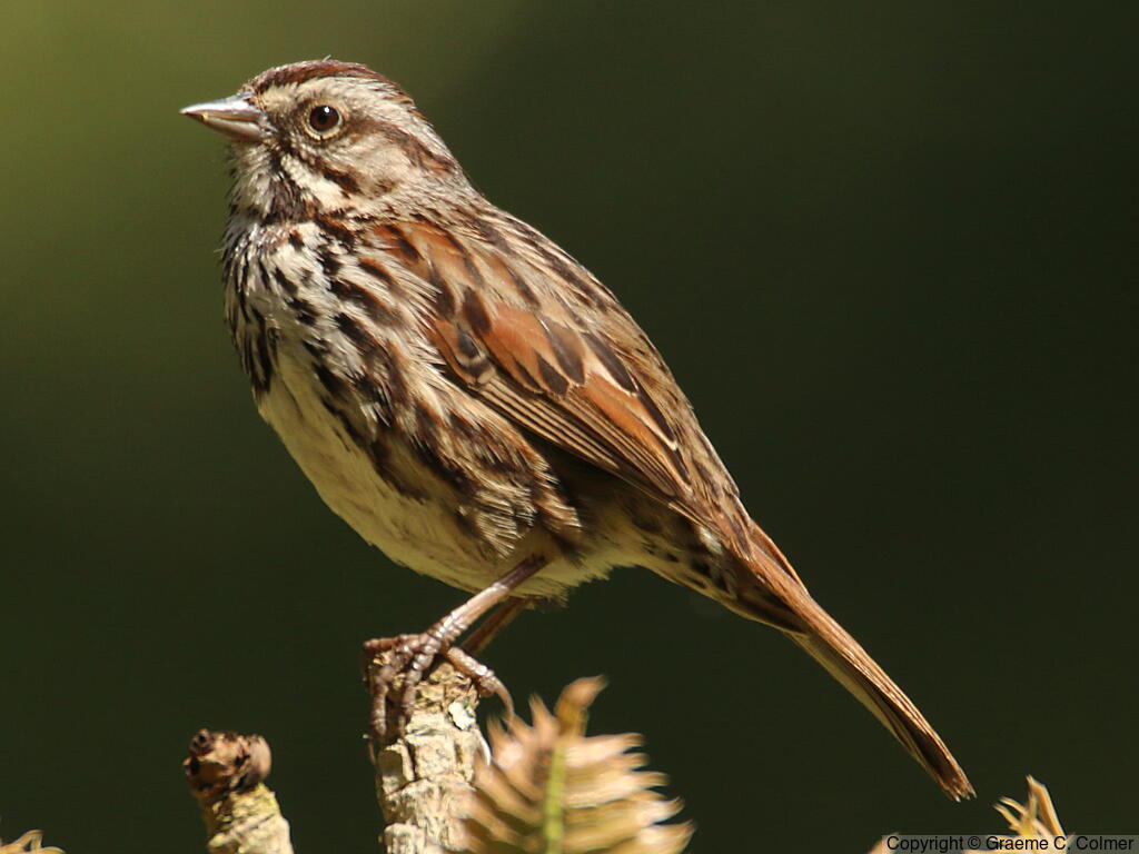 Song Sparrow (Melospiza melodia) - Adult