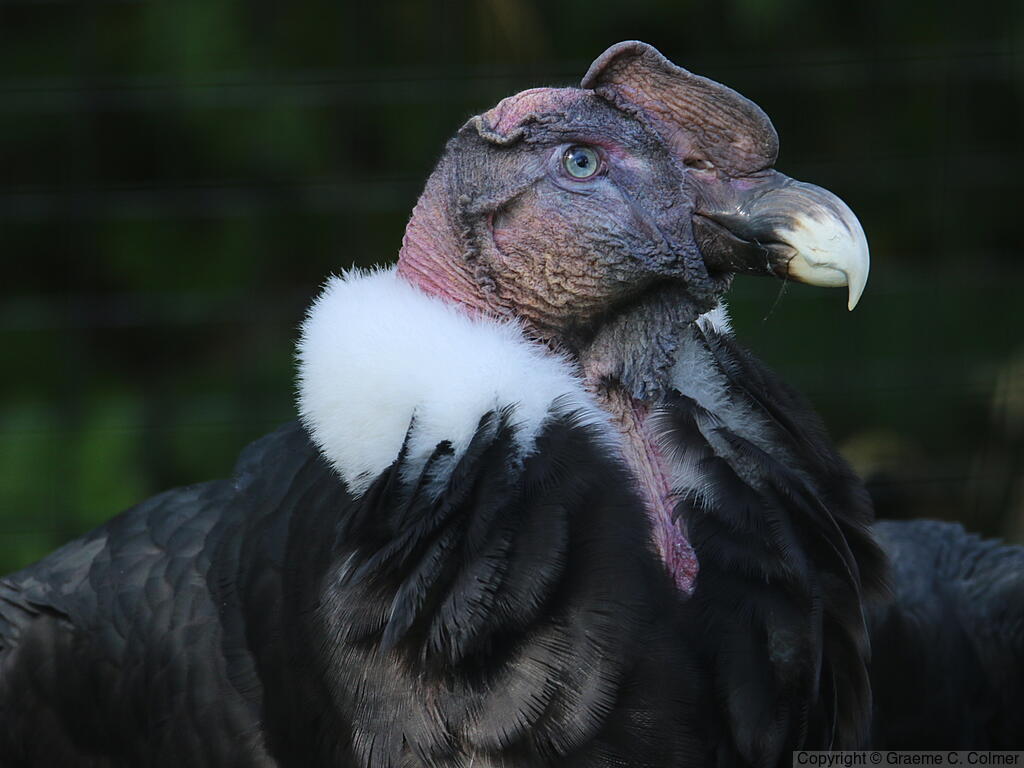 Andean Condor (Vultur gryphus) - Adult male