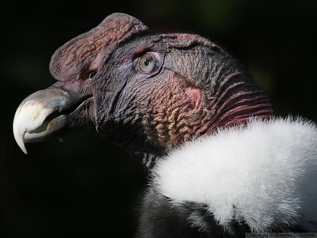 Andean Condor (Vultur gryphus) - Adult male