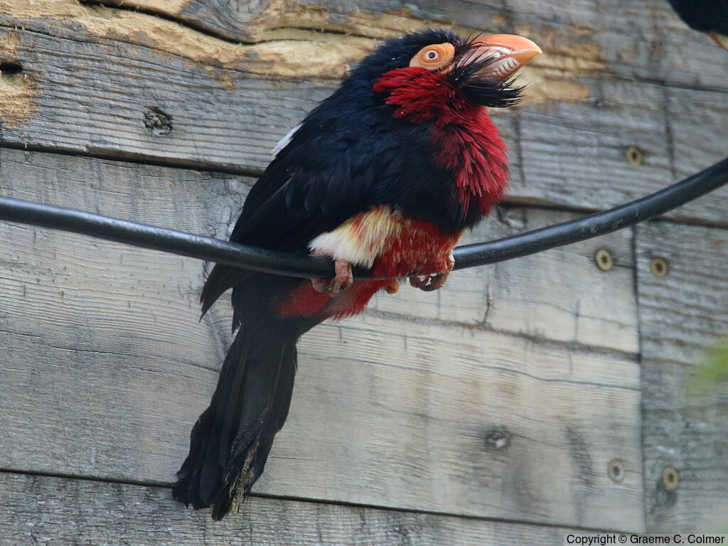 Bearded Barbet (Pogonornis dubius) - Adult