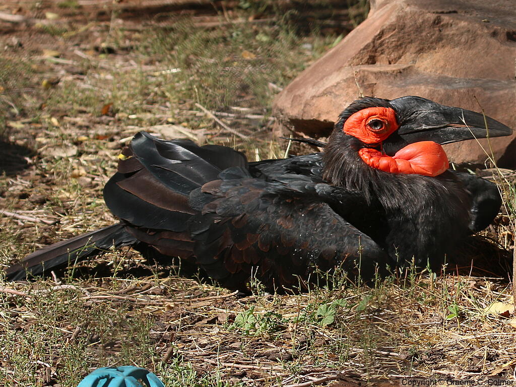 Southern Ground-Hornbill (Bucorvus leadbeateri) - Adult male