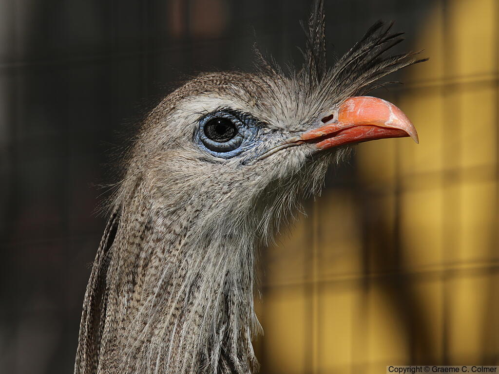 Red-legged Seriema (Cariama cristata) - Adult