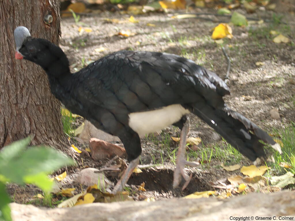 Helmeted Curassow (Pauxi pauxi) - Adult