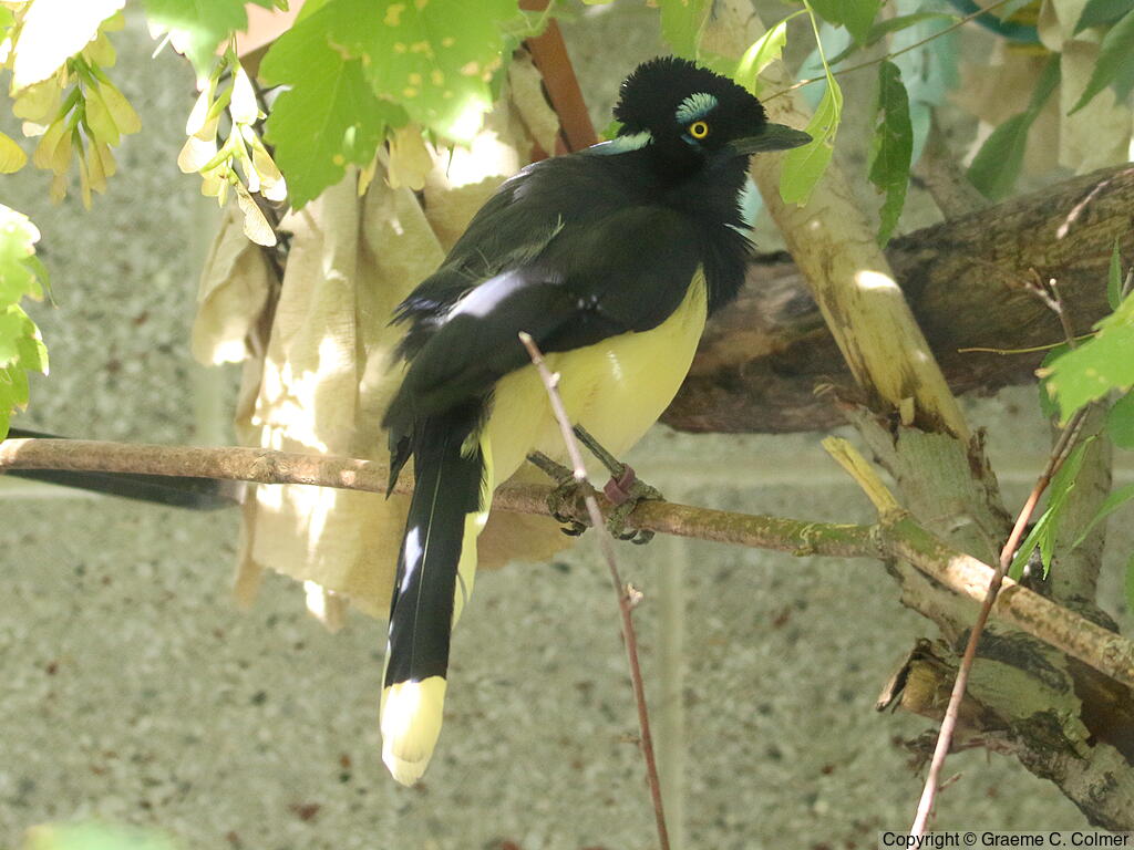 Plush-crested Jay (Cyanocorax chrysops) - Adult