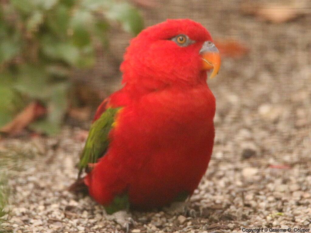 Chattering Lory (Lorius garrulus) - Adult