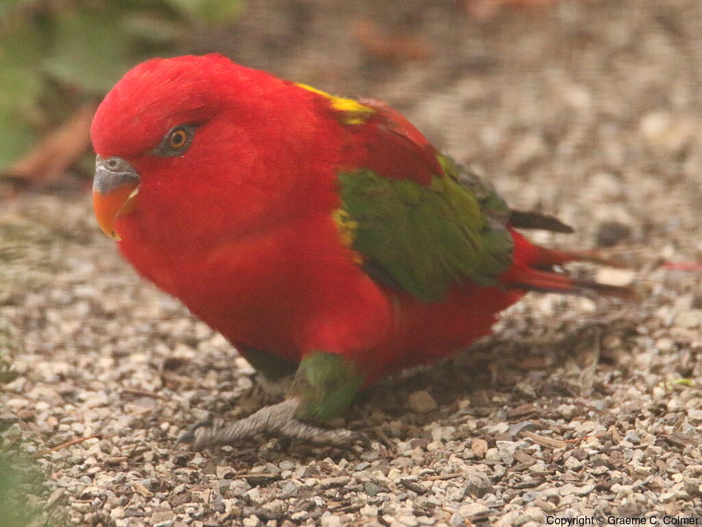 Chattering Lory (Lorius garrulus) - Adult