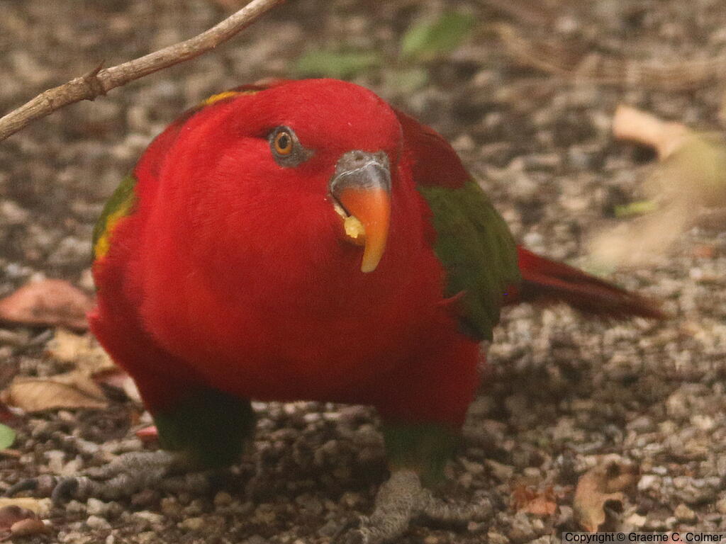 Chattering Lory (Lorius garrulus) - Adult