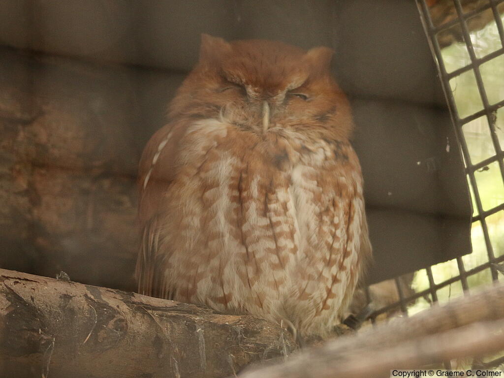 Eastern Screech-Owl (Megascops asio) - Adult (rufous morph)