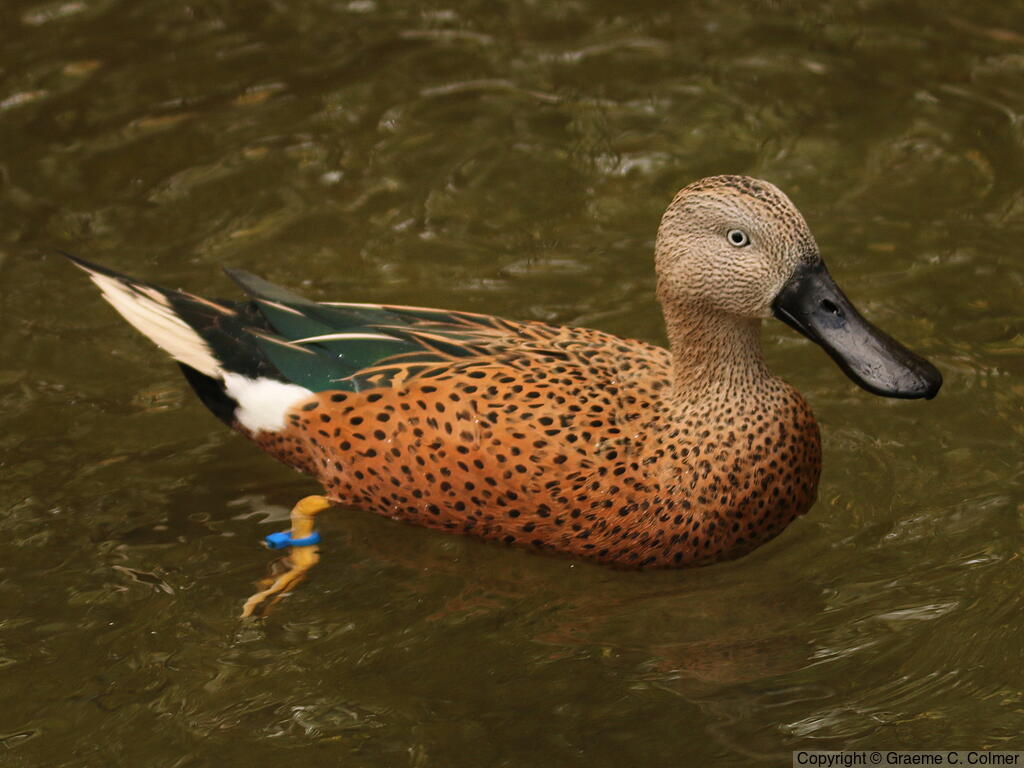 Red Shoveler (Spatula platalea) - Adult male