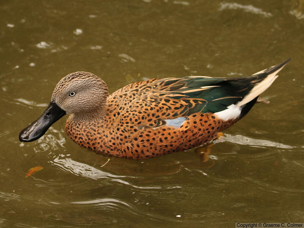 Red Shoveler (Spatula platalea) - Adult male