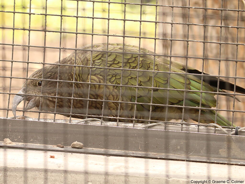 Kea (Nestor notabilis) - Adult