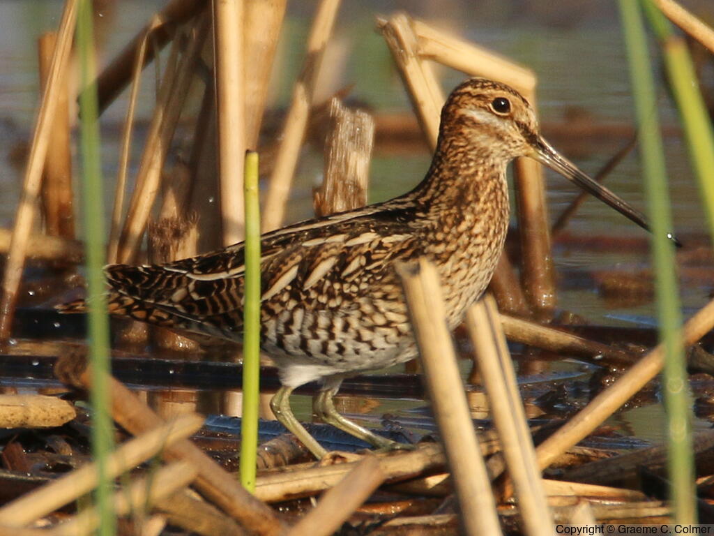 Wilson's Snipe (Gallinago delicata) - Adult
