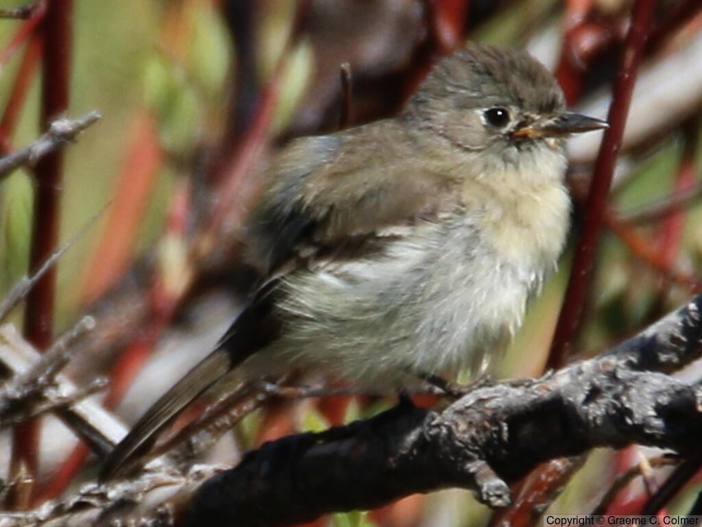 Hammond's Flycatcher (Empidonax hammondii) - Juvenile