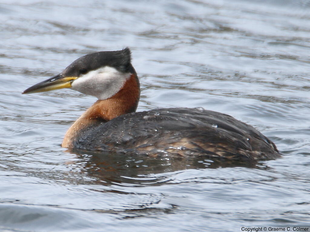 Red-necked Grebe (Podiceps grisegena) - Breeding adult