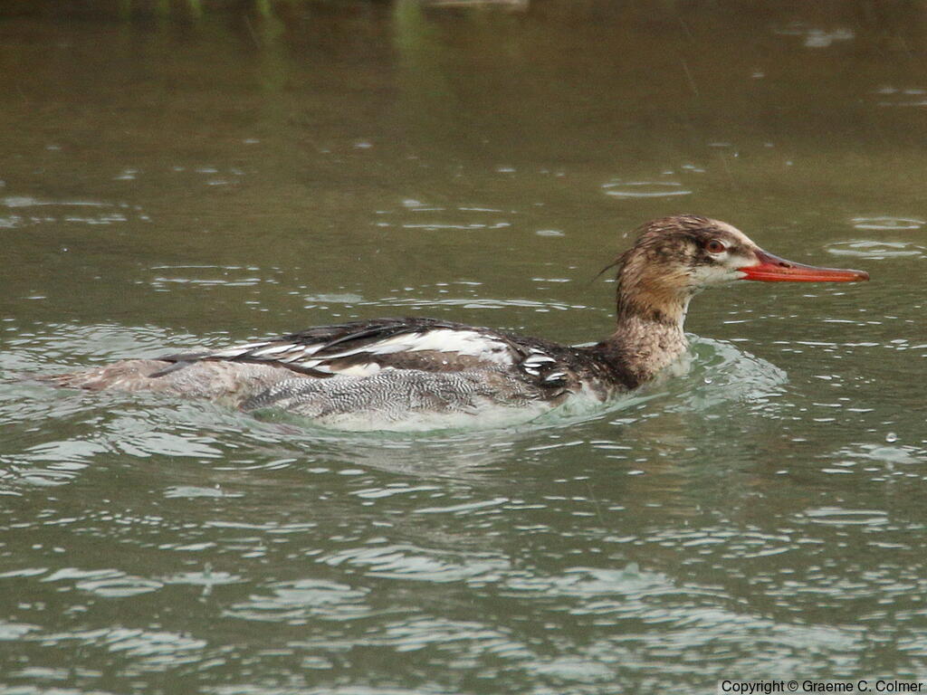 Red-breasted Merganser (Mergus serrator) - Immature male