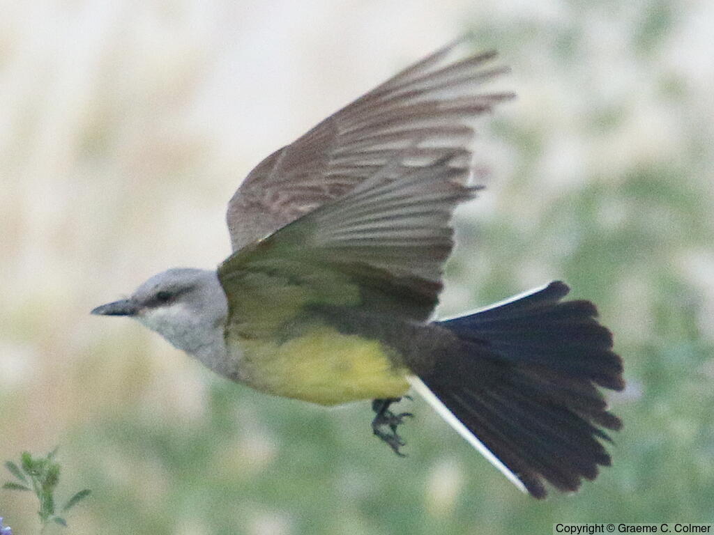 Western Kingbird (Tyrannus verticalis) - Adult
