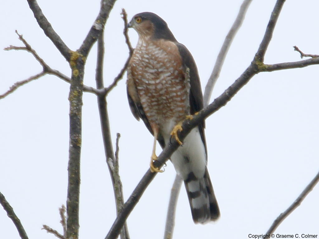 Sharp-shinned Hawk (Accipiter striatus) - Adult