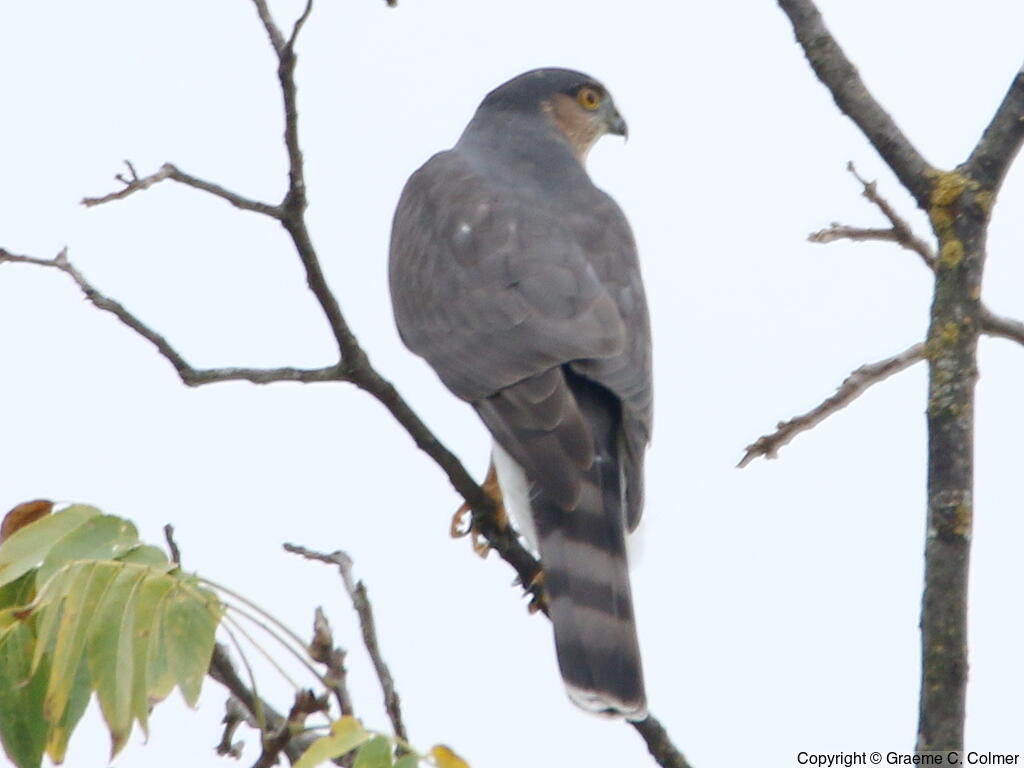Sharp-shinned Hawk (Accipiter striatus) - Adult